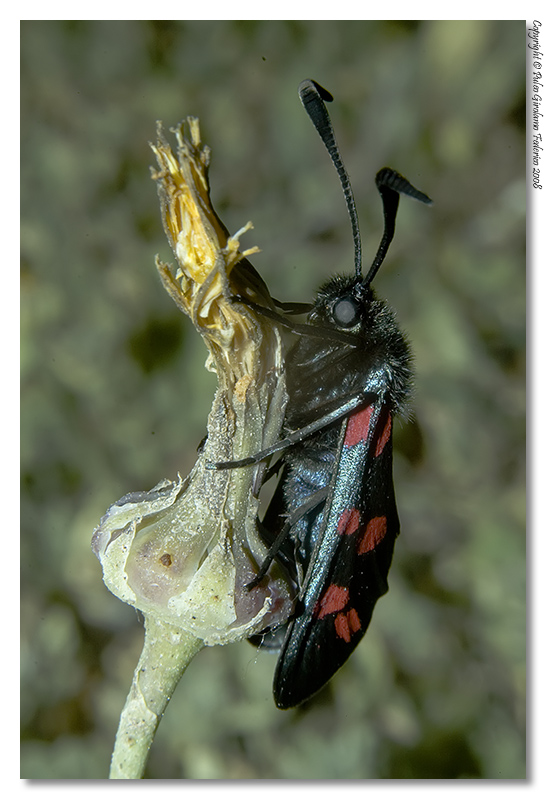 Zygaena filipendulae